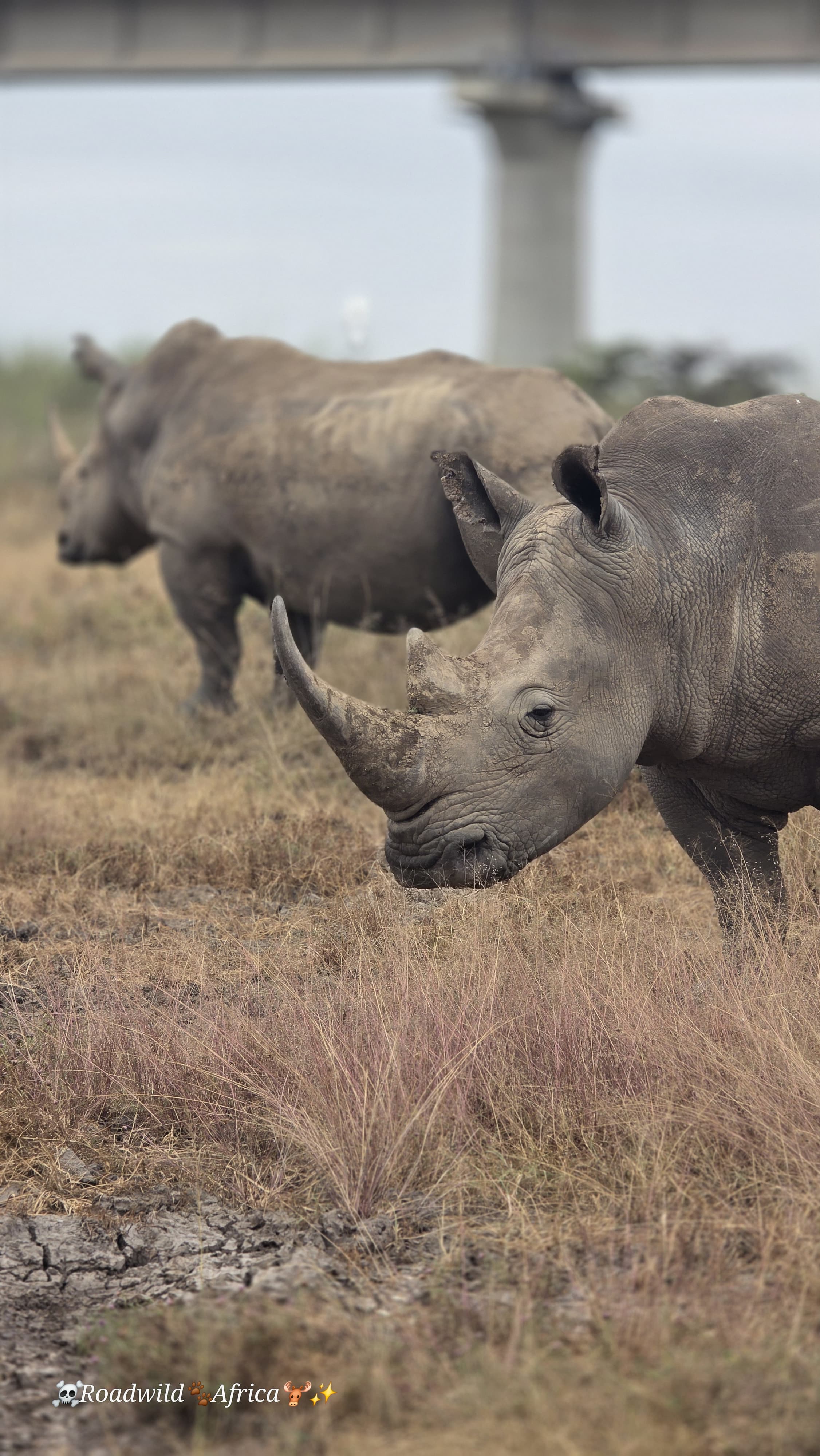 Tanzania Safaris