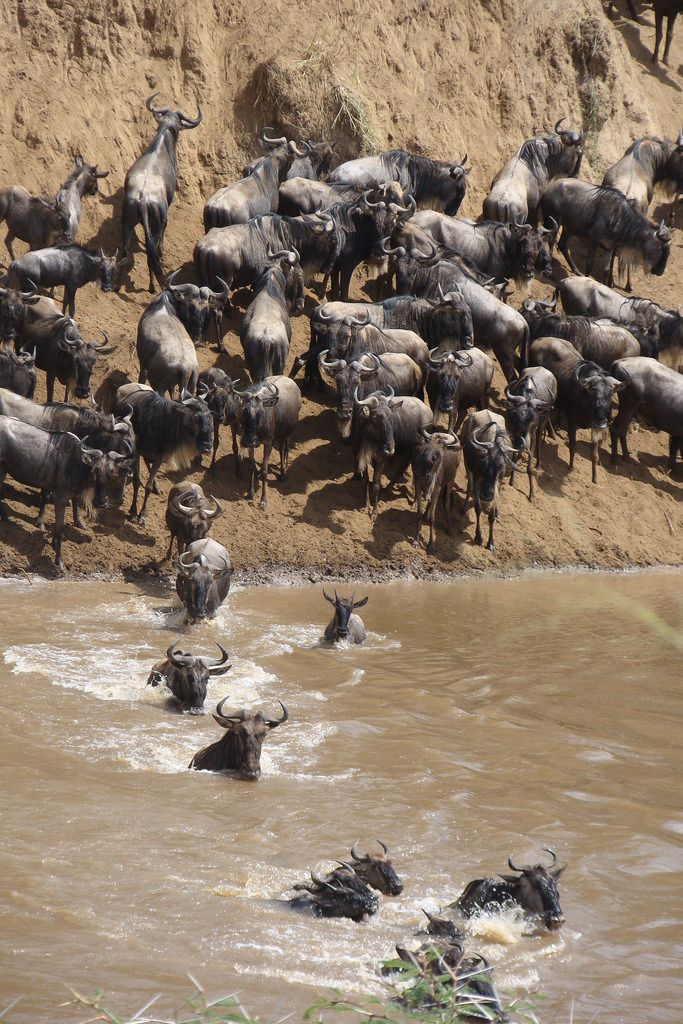 Kenya Safaris