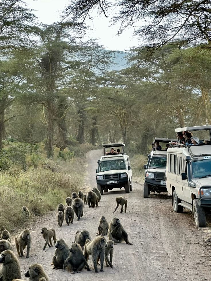 5 Days Tarangire / Ngorongoro  / Serengeti Safari