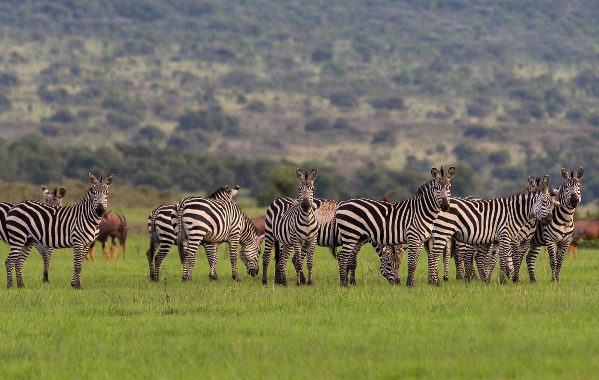 2 Days Akagera Safari