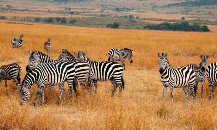 5 Days Samburu National Reserve\ Ol Pejeta \ Lake Naivasha